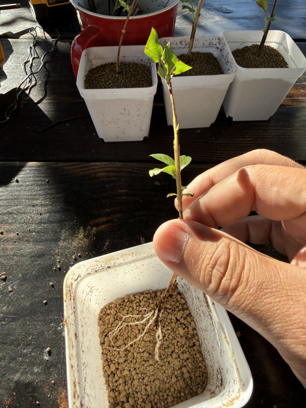 Crepe Myrtle cuttings rooted